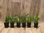 DOUBLE SPIKES Oncidium cheirophorum × sib (2” Pot) - Image 3