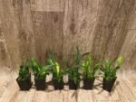 DOUBLE SPIKES Oncidium cheirophorum × sib (2” Pot) - Image 4
