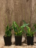 DOUBLE SPIKES Oncidium cheirophorum × sib (2” Pot) - Image 5