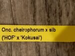 DOUBLE SPIKES Oncidium cheirophorum × sib (2” Pot) - Image 7