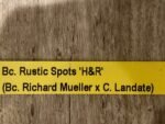 In Bud Bc. Rustic Spots 'H&R' (Bc. Richard Mueller x C. Landate) (2.5” Pot) - Image 7