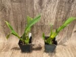 Vuylstekeara (Miltonidium) Carnivale ‘Okika’ (3.5” pot) - Image 4