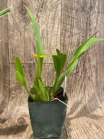 Vuylstekeara (Miltonidium) Carnivale ‘Okika’ (3.5” pot) - Image 6