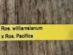 Rossioglossum williamsianum x Rossioglossum Pacifica (2” pot) - Image 7