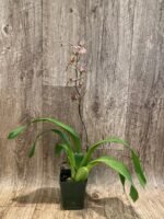 IN BLOOM Degarmoara Pinot Princess ‘Nite Naulege’ (3.5” Pot) - Image 6