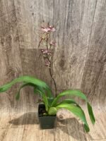 IN BLOOM Degarmoara Pinot Princess ‘Nite Naulege’ (3.5” Pot) - Image 7