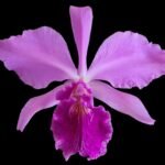 Fragrant Cattleya labiata v. rubra x sib (‘Orchid Eros’ x ‘Ching Hua’) (5” pot)