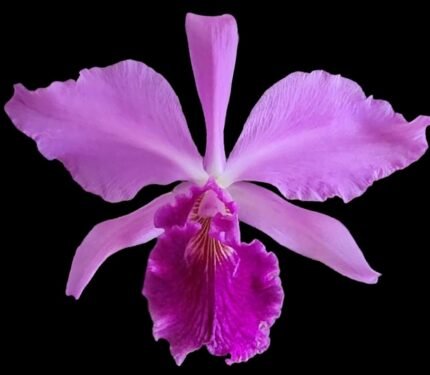 Fragrant Cattleya labiata v. rubra x sib (‘Orchid Eros’ x ‘Ching Hua’) (5” pot)