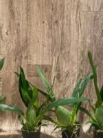 IN SPIKE - Oncidium Sharry Baby ‘Sweet Fragrant’ (3.5” Pot) - Image 5