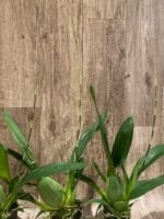 IN SPIKE - Oncidium Sharry Baby ‘Sweet Fragrant’ (3.5” Pot) - Image 6