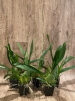 IN SPIKE - Oncidium Sharry Baby ‘Sweet Fragrant’ (3.5” Pot) - Image 2