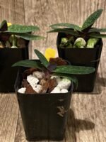 Paph. Wössner China Moon (armeniacum x hangianum) (2” pot) - Image 4