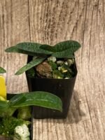 Paph. Wössner China Moon (armeniacum x hangianum) (2” pot) - Image 6