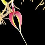 Bulbophyllum masdevalliaceum (BS, 3.5" pot)