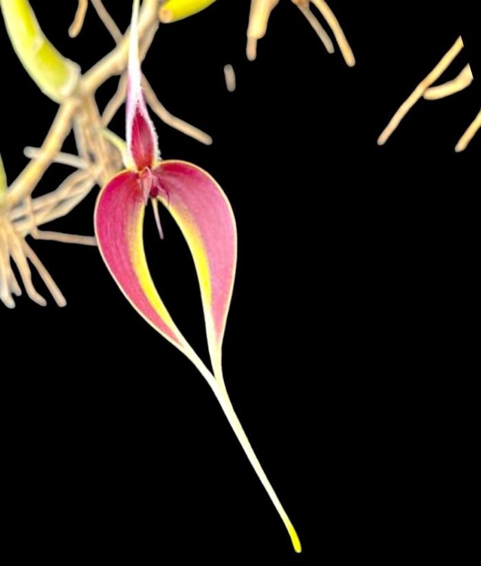 Bulbophyllum masdevalliaceum (BS, 3.5" pot) - Image 1