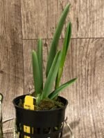 Bc. Yellow Bird (Richard Mueller × B. nodosa) Blooming Size (3” basket) - Image 5