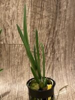 Bc. Yellow Bird (Richard Mueller × B. nodosa) Blooming Size (3” basket) - Image 6