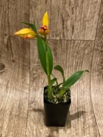 In Bud Sergioara Hsinying Free Trick 'Sunrise' (Rth. Tzeng Wen Frew x Ett. Volcano Trick) (2.5” Pot) - Image 3