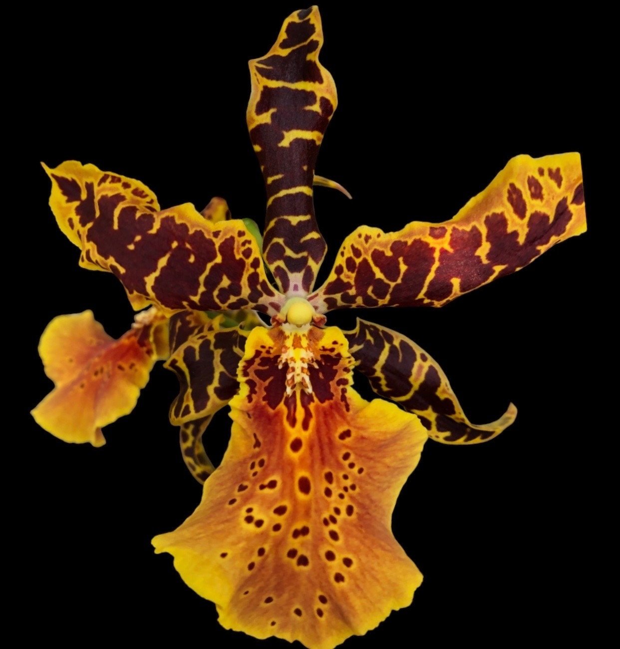 il_fullxfull.5437506697_f2a7.jpg Aliceara Hilo Ablaze ‘Hilo Gold’ HCC/AOS (BS, 2.5” pot) - Image 1