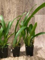 Aliceara Hilo Ablaze ‘Hilo Gold’ HCC/AOS (BS, 2.5” pot) - Image 6