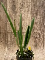 IN SPIKE Bc. Yellow Bird (Richard Mueller × B. nodosa) (3” basket) - Image 2