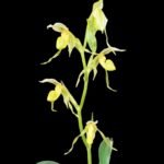 Paph. Kolopakingii abum (3.5” pot)