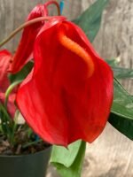 Rare Anthurium scherzerianum Dark Red (4.5” pot) - Image 2