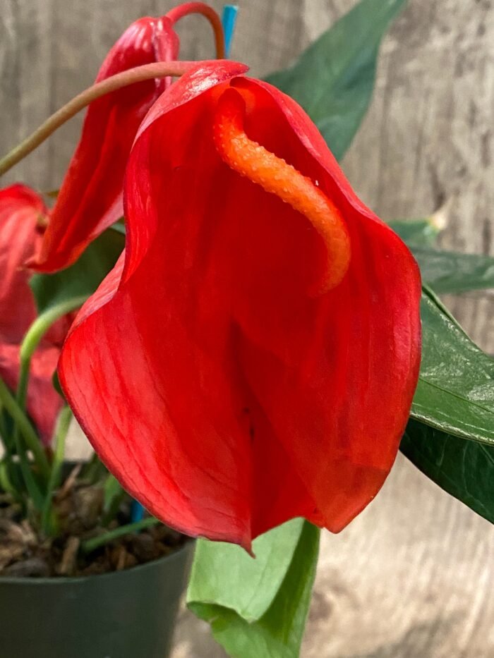Rare Anthurium scherzerianum Dark Red (4.5” pot) - Image 2
