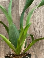 Alcra. Pacific Nova ‘Okika’ (3.5” pot) - Image 2