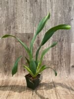 Alcra. Pacific Nova ‘Okika’ (3.5” pot) - Image 3
