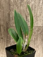 Cattleya Rlc. Shin Shiang Diamond '#1' (Kat E-Sun x Tzeng-Wen Beauty) (3.5” Pot) - Image 3