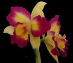 Cattleya Rlc. Shin Shiang Diamond '#1' (Kat E-Sun x Tzeng-Wen Beauty) (3.5” Pot) - Image 2