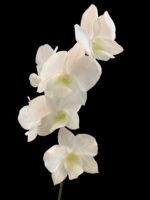 Dendrobium Bunara Snow (3.5” pot) - Image 2