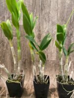 Dendrobium Bunara Snow (3.5” pot) - Image 7