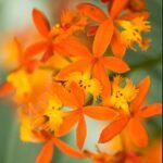 In Spike - Epidendrum (Sun Valley x Pacific Girl) x self (3.5” pot)
