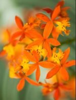 In Spike - Epidendrum (Sun Valley x Pacific Girl) x self (3.5” pot)