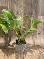 Dendrobium shiraishii x sib (3.5” pot) - Image 5