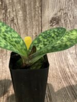 IN BUD Paph. Sam Tsui (argus x hookerae v. volonteanum) (2" pot) - Image 5