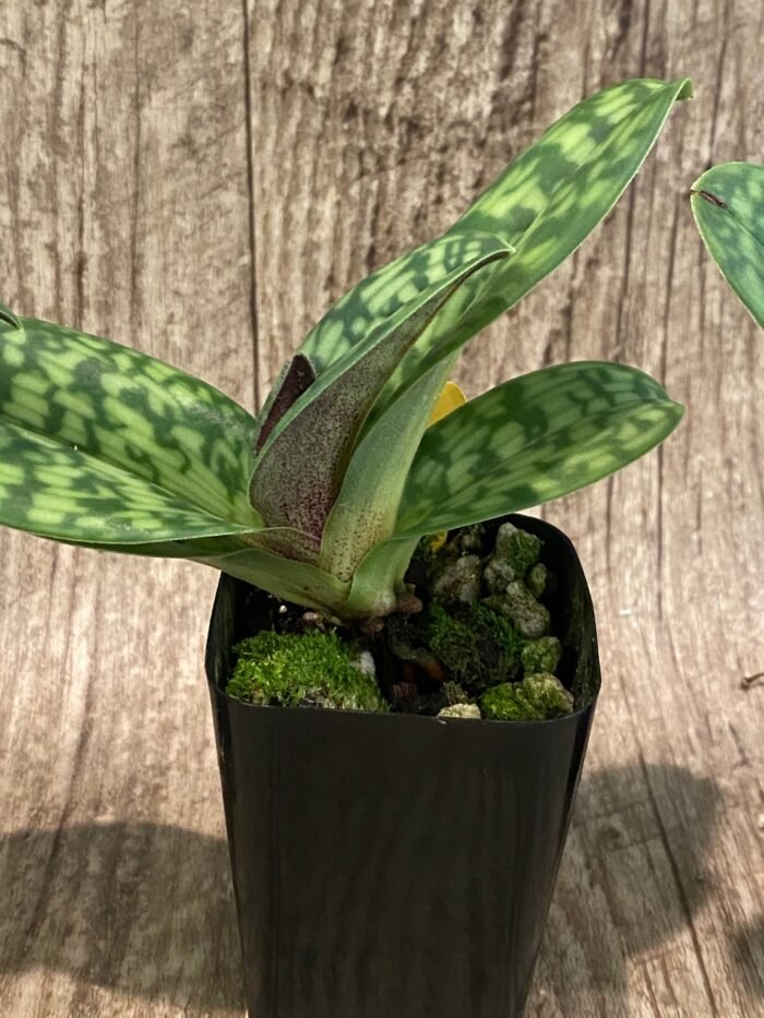 IN BUD Paph. Sam Tsui (argus x hookerae v. volonteanum) (2" pot) - Image 6