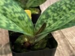 IN BUD Paph. Sam Tsui (argus x hookerae v. volonteanum) (2" pot) - Image 9