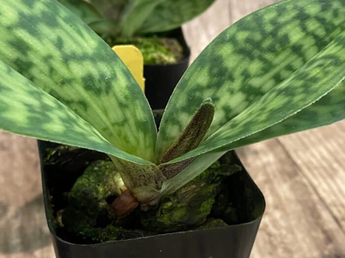 IN BUD Paph. Sam Tsui (argus x hookerae v. volonteanum) (2" pot) - Image 9