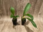Rossioglossum williamsianum x Rossioglossum Pacifica (2” pot) - Image 3