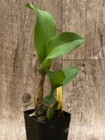 Rossioglossum williamsianum x Rossioglossum Pacifica (2” pot) - Image 4