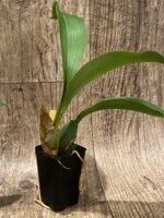Rossioglossum williamsianum x Rossioglossum Pacifica (2” pot) - Image 5