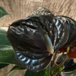 Anthurium Dark Brown Chocolate  Multi-growths (4” pot)