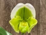 IN BLOOM Paph. Stone Lovely "Clean Green' x Paph. Stone Lovely 'Green Angel' (3.5” Pot)