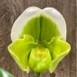 IN BLOOM Paph. Stone Lovely "Clean Green' x Paph. Stone Lovely 'Green Angel' (3.5” Pot)