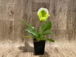 IN BLOOM Paph. Stone Lovely "Clean Green' x Paph. Stone Lovely 'Green Angel' (3.5” Pot) - Image 3