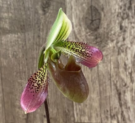 Paph. QFEzekiel (2” pot)