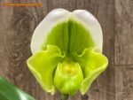 IN BLOOM Paph. Stone Lovely "Clean Green' x Paph. Stone Lovely 'Green Angel' (3.5” Pot) - Image 2